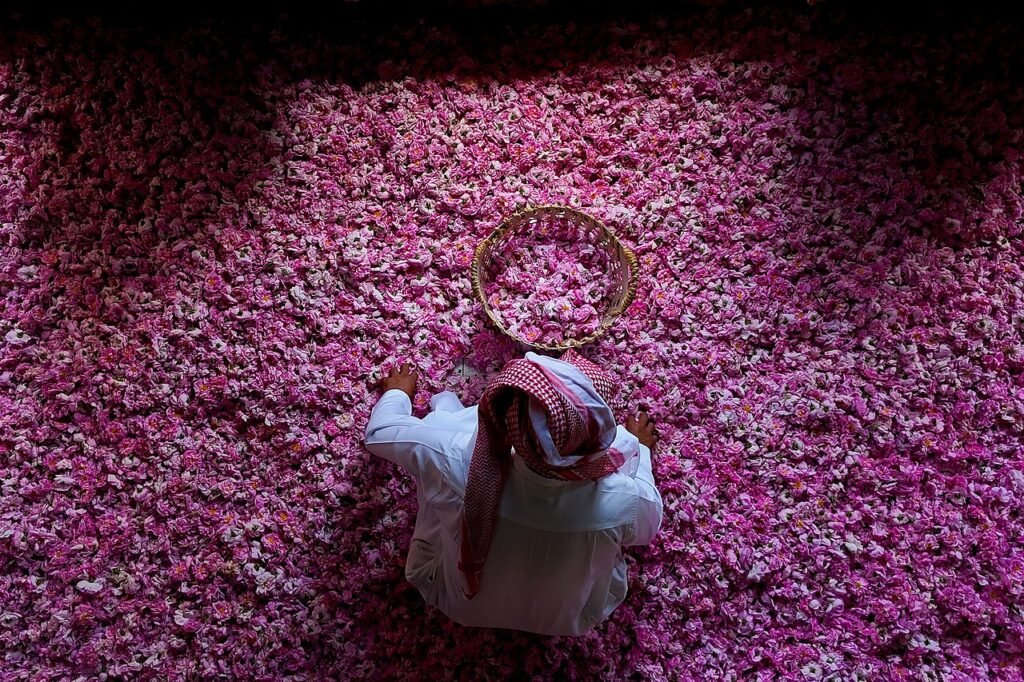 A farmer harvesting Taif roses in Saudi Arabia, 2026
