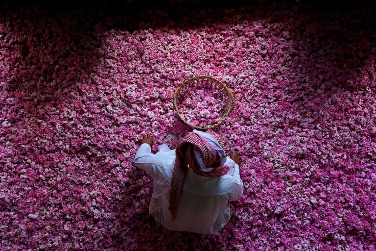 A farmer harvesting Taif roses in Saudi Arabia, 2026
