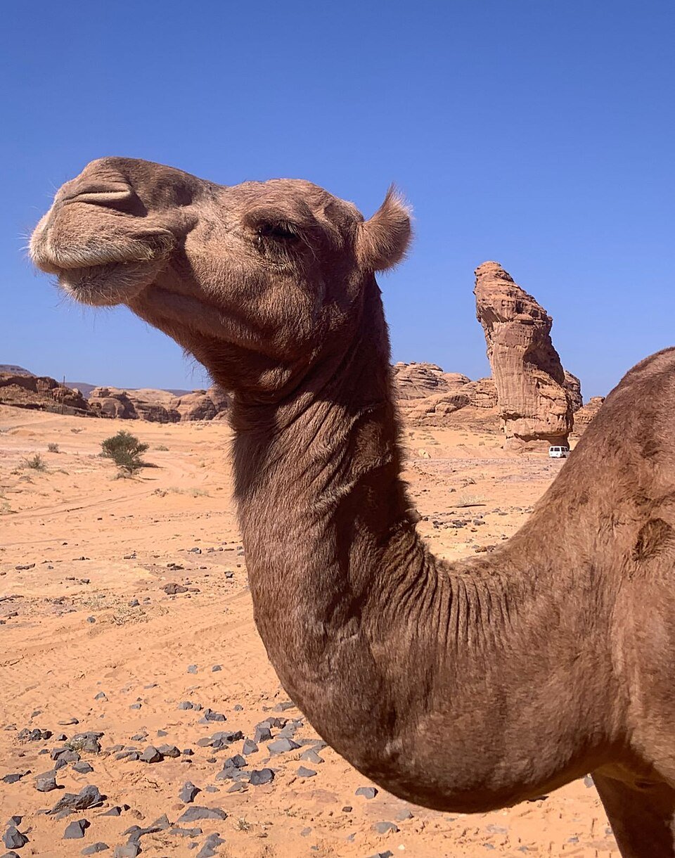 A camel in the AlUla desert landscape, Saudi Arabia