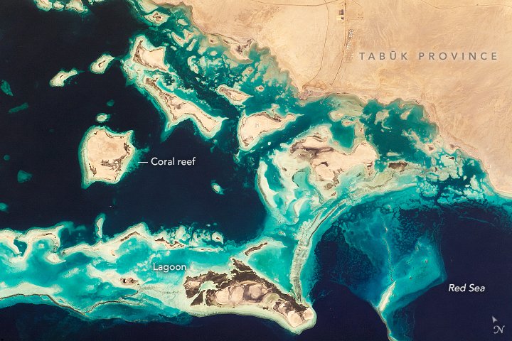 Red Sea mangrove and reef ecosystem near the Saudi Red Sea coast