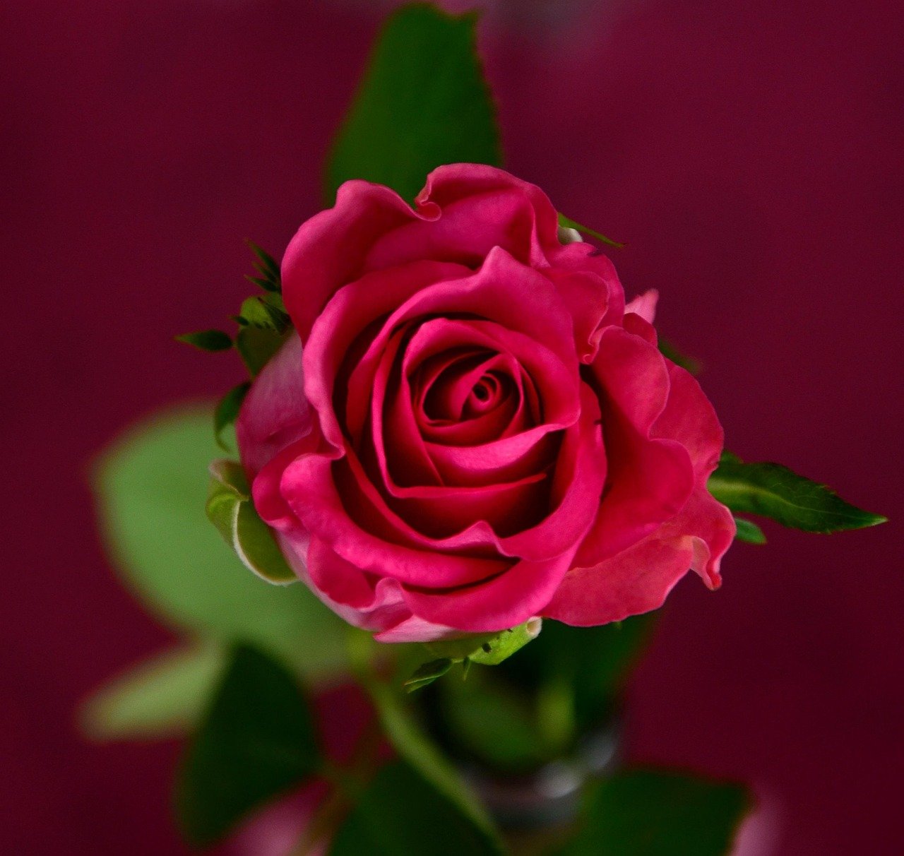 Pink rose blossoms typical of Taif's terraced rose farms